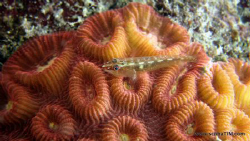 Goby Love...strobeless photography - no flash, no strobe,... by Tim Ho 